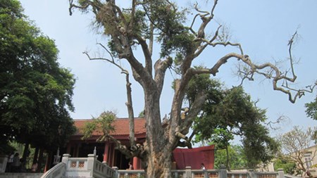 "Cụ[-]cây”[-]già[-]nhất[-]Việt[-]Nam[-]kêu[-]cứu